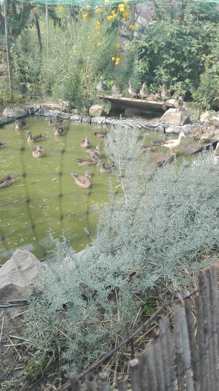 Farm Stay Lackovic Bilje Εξωτερικό φωτογραφία