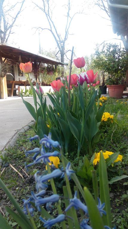 Farm Stay Lackovic Bilje Εξωτερικό φωτογραφία