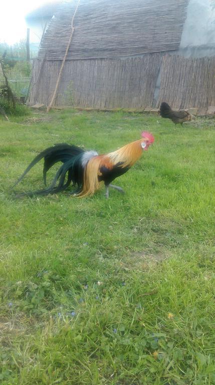 Farm Stay Lackovic Bilje Εξωτερικό φωτογραφία